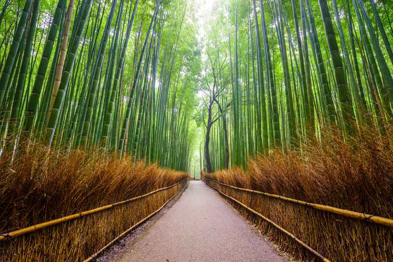 Bosque de bambú en Arashiyama Kioto