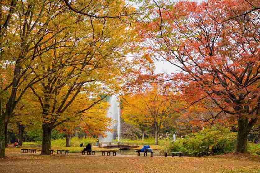 Árboles y senderos en el Parque Yoyogi